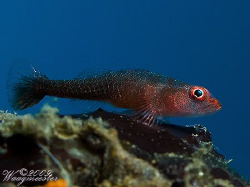 "On a ledge" - Tulamben, Bali (Canon G9, Inon D2000w, 2xU... by Marco Waagmeester 